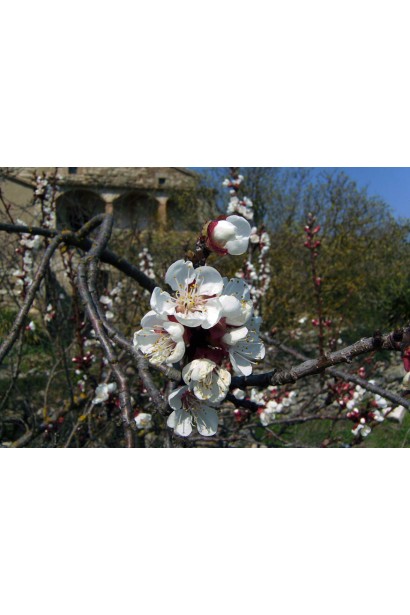 Prunus armeniaca ‘Darii’